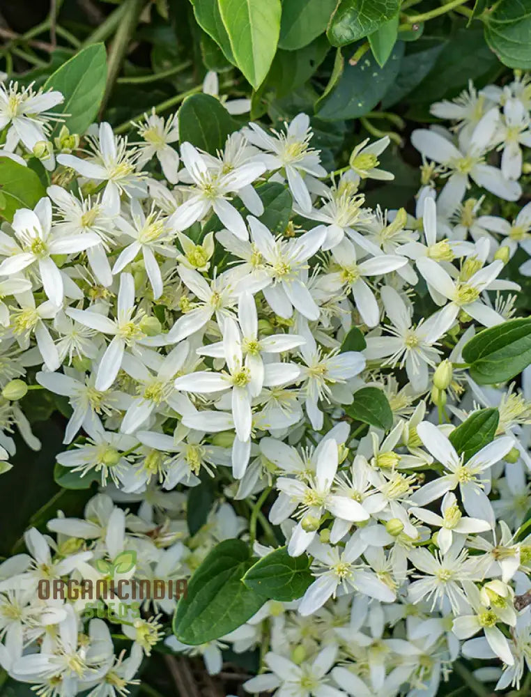 Virginâ€™s Bower Seeds - Exquisite Clematis Planting For Your Garden