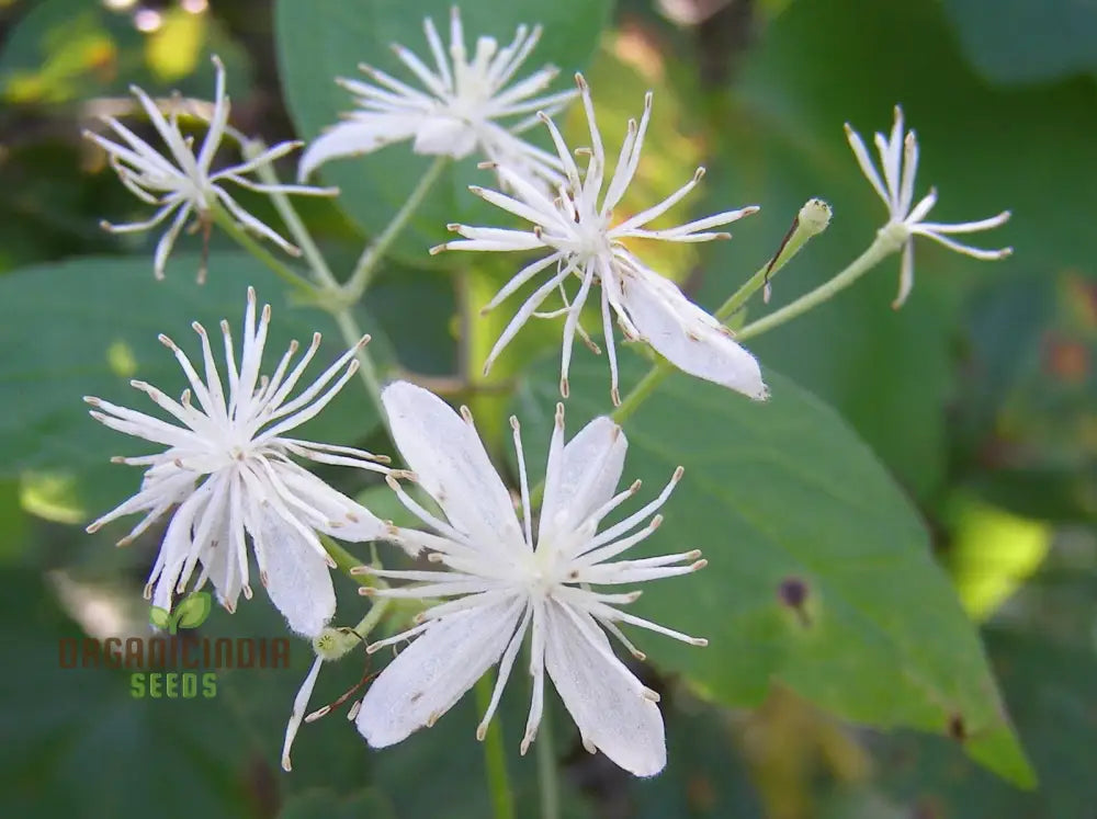 Virgin’s Bower Seeds - Exquisite Clematis Planting For Your Garden