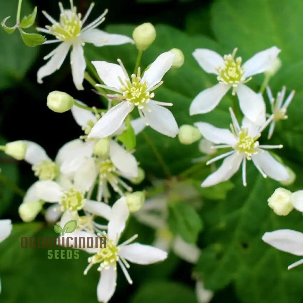 Virginâ€™s Bower Seeds - Exquisite Clematis Planting For Your Garden