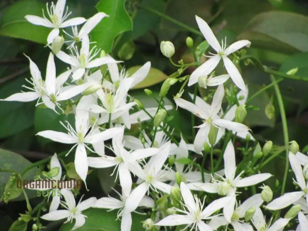 Virgin’s Bower Seeds - Exquisite Clematis Planting For Your Garden