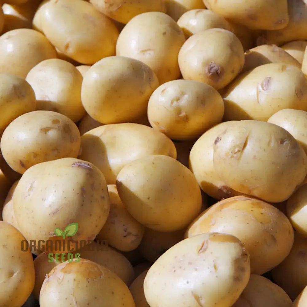 Vivaldi Potato Vegetable Seeds Low-Calorie Creamy Texture For Home Gardening