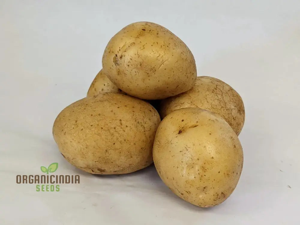 Vivaldi Potato Vegetable Seeds Low-Calorie Creamy Texture For Home Gardening