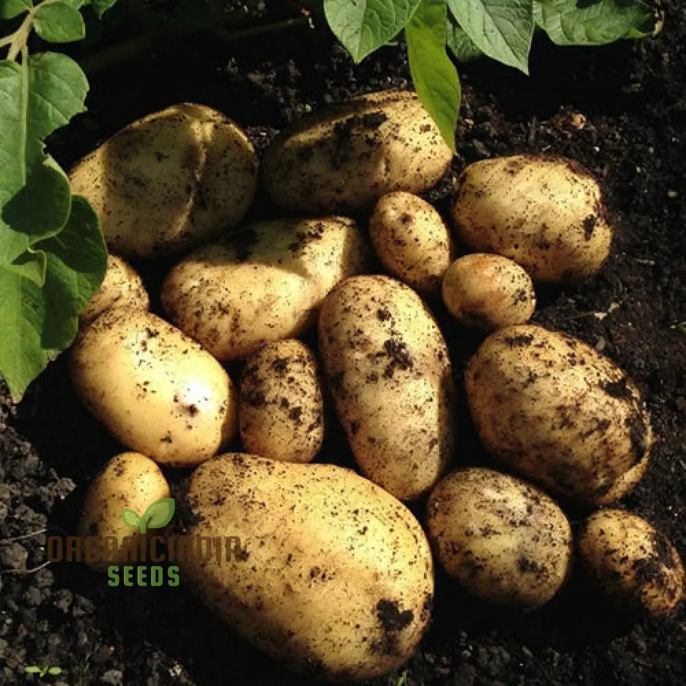 Vivaldi Potato Vegetable Seeds Low-Calorie Creamy Texture For Home Gardening