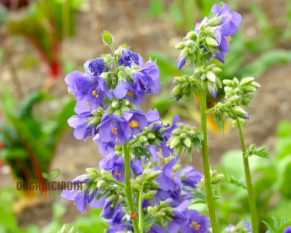 Vjacob’s Ladder Flower Seeds For Planting: Premium Climbing Garden Plants | Ideal For Creating