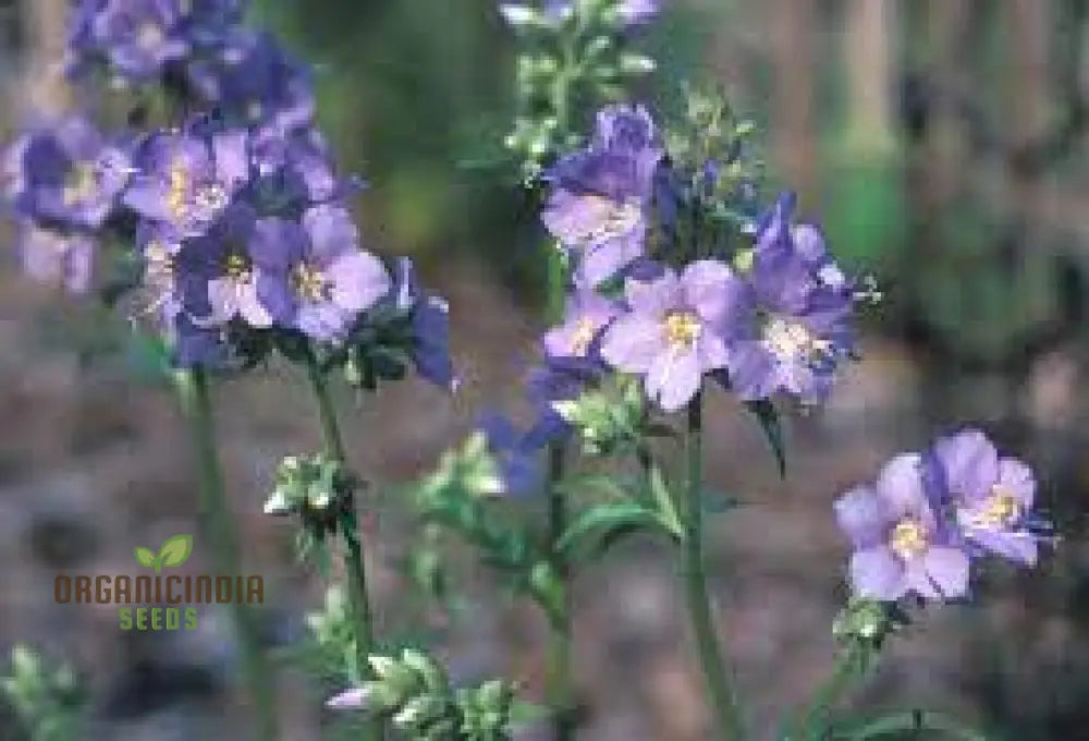 Vjacob’s Ladder Flower Seeds For Planting: Premium Climbing Garden Plants | Ideal For Creating