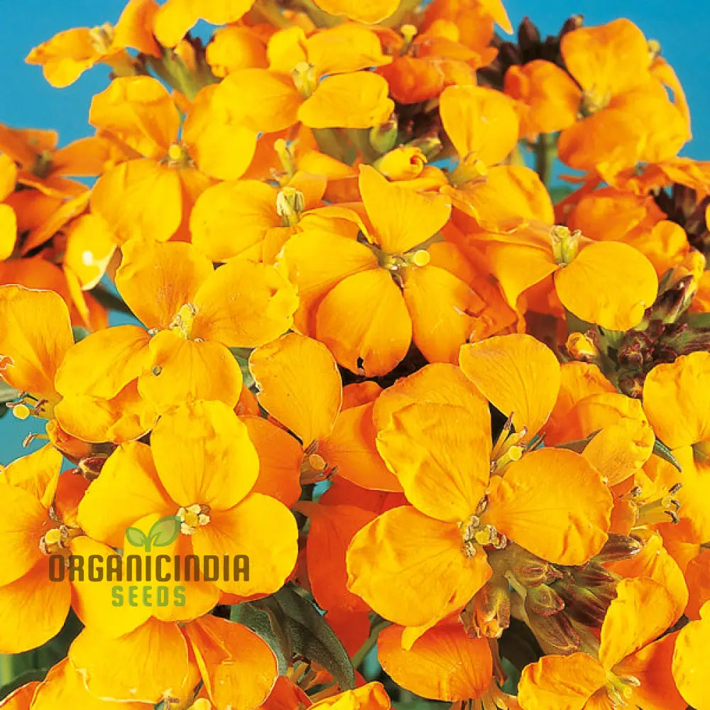 Wallflower Cloth Of Gold Flower Seeds For Planting Bright And Elegant Yellow Wallflowers For A