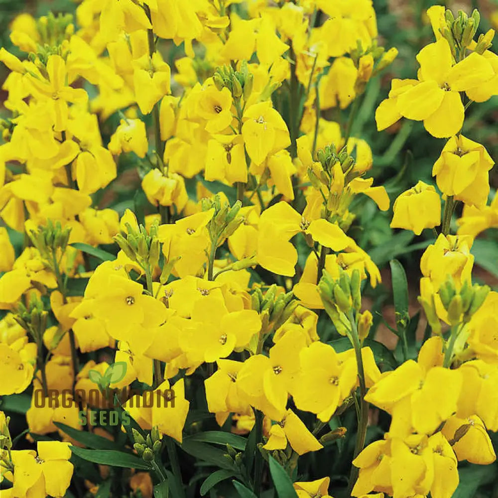 Wallflower Cloth Of Gold Flower Seeds For Planting Bright And Elegant Yellow Wallflowers For A