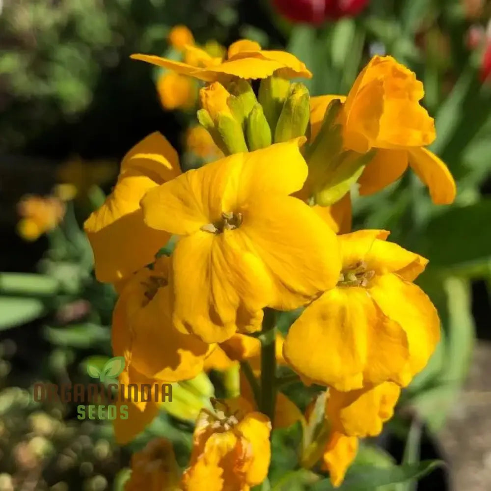 Wallflower Cloth Of Gold Flower Seeds For Planting Bright And Elegant Yellow Wallflowers For A