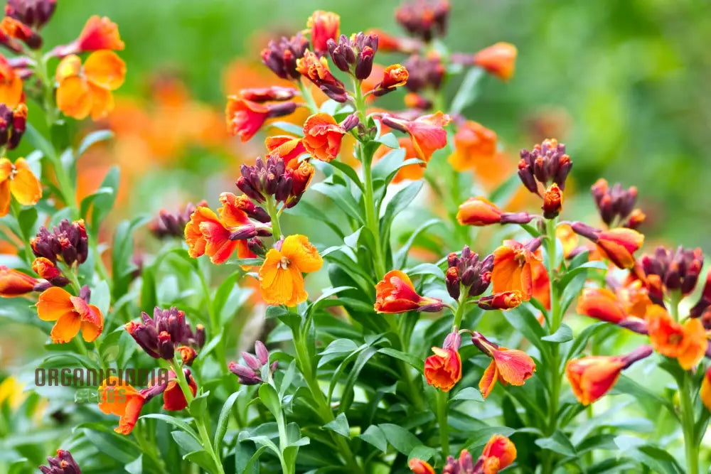 Wallflower Fire King Flower Seeds For Planting Bold And Fiery Red Wallflowers For A Striking Garden