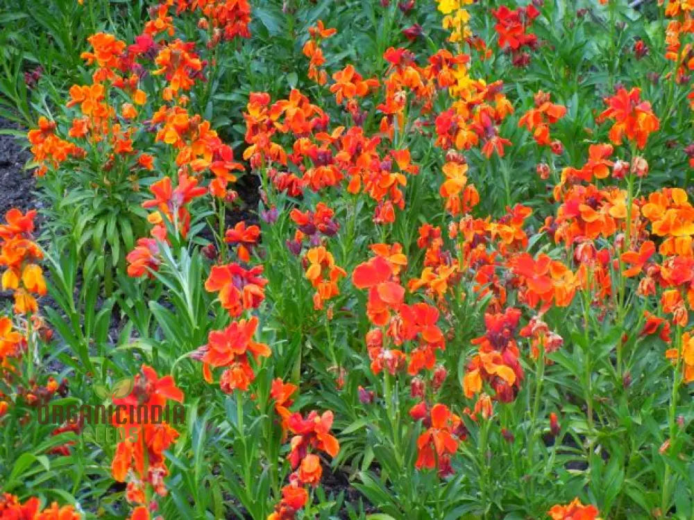 Wallflower Fire King Flower Seeds For Planting Bold And Fiery Red Wallflowers For A Striking Garden