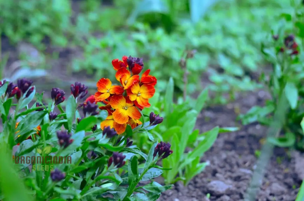 Wallflower Fire King Flower Seeds For Planting Bold And Fiery Red Wallflowers For A Striking Garden