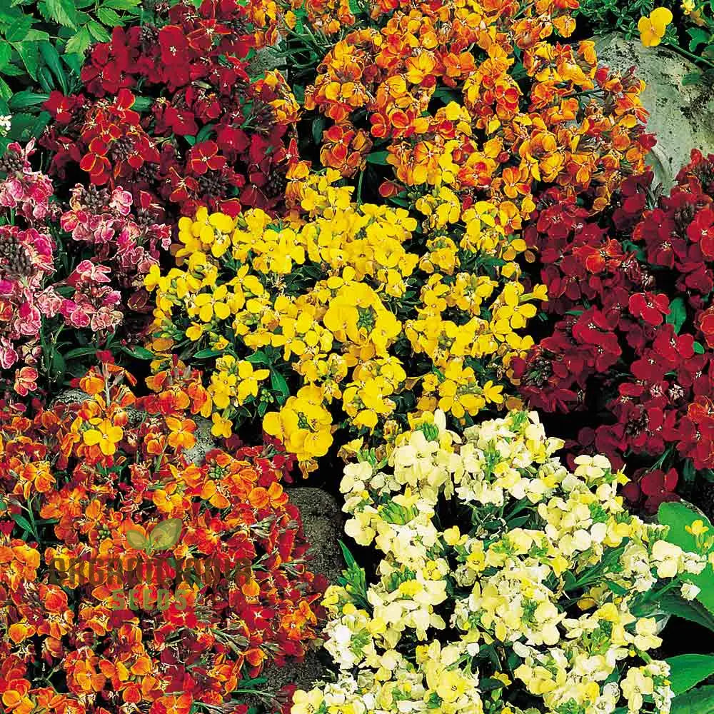 Wallflower Persian Carpet Flower Seeds For Planting Vibrant And Colorful Wallflowers For A