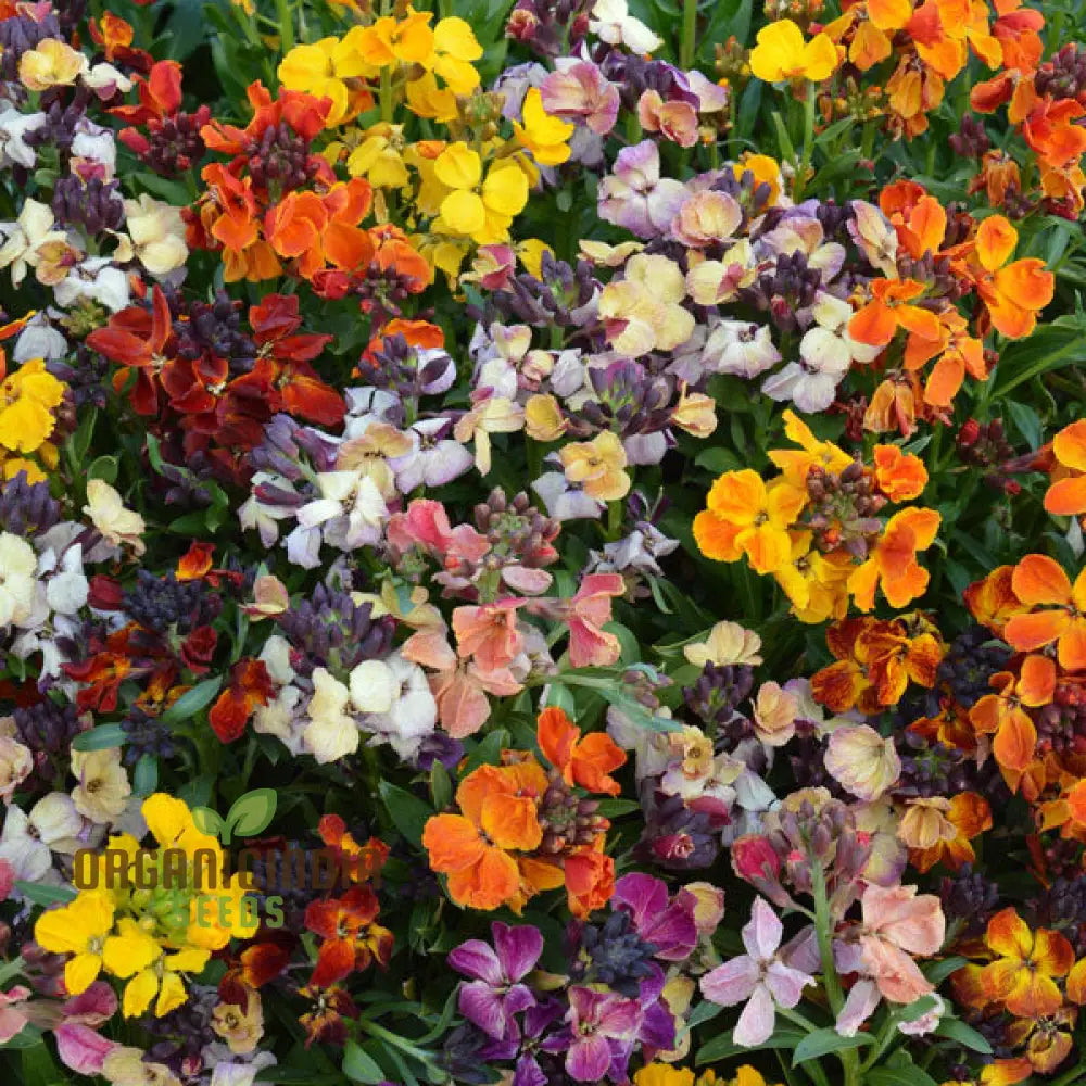 Wallflower Persian Carpet Flower Seeds For Planting Vibrant And Colorful Wallflowers For A