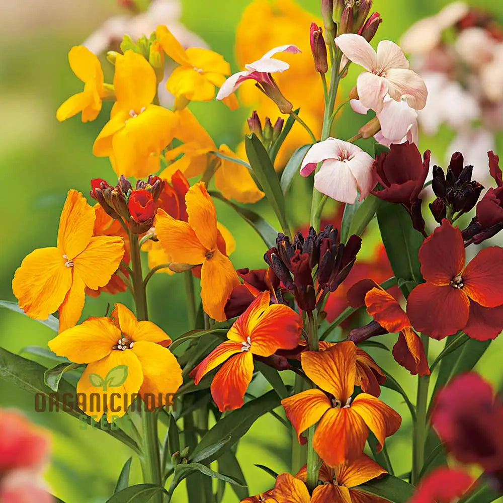 Wallflower Persian Carpet Flower Seeds For Planting Vibrant And Colorful Wallflowers For A