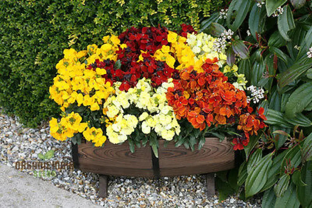 Wallflower Persian Carpet Flower Seeds For Planting Vibrant And Colorful Wallflowers For A