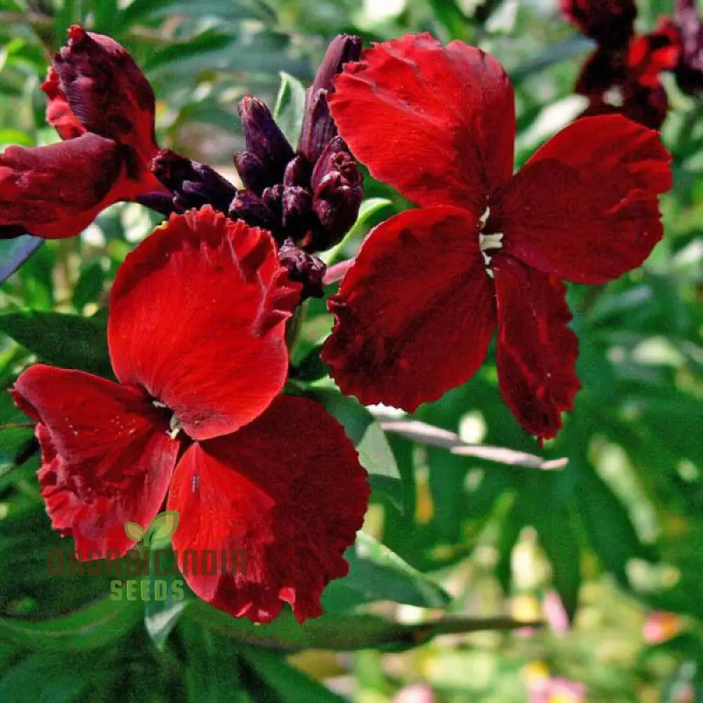 Wallflower Purple Red Flower Seeds For Planting Stunning And Wallflowers For A Colorful Garden