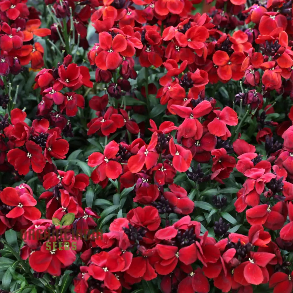 Wallflower Purple Red Flower Seeds For Planting Stunning And Wallflowers For A Colorful Garden