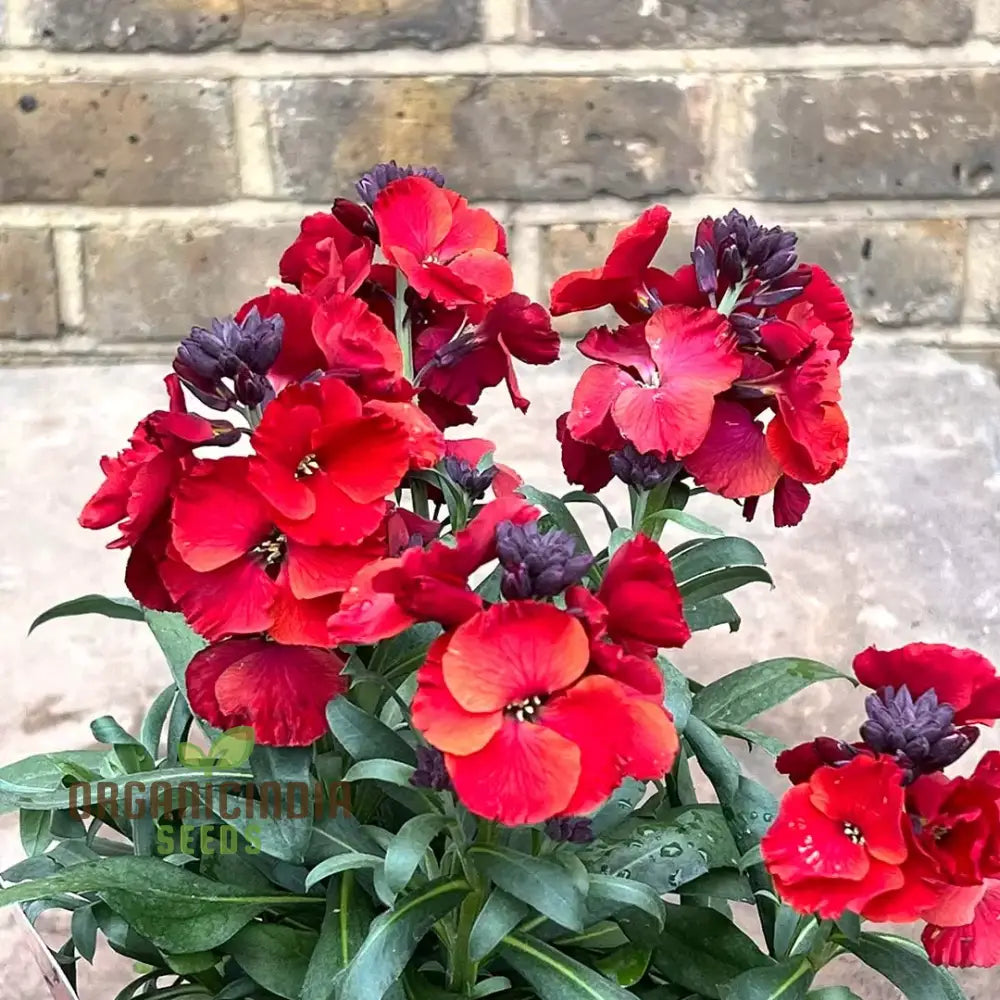 Wallflower Purple Red Flower Seeds For Planting Stunning And Wallflowers For A Colorful Garden