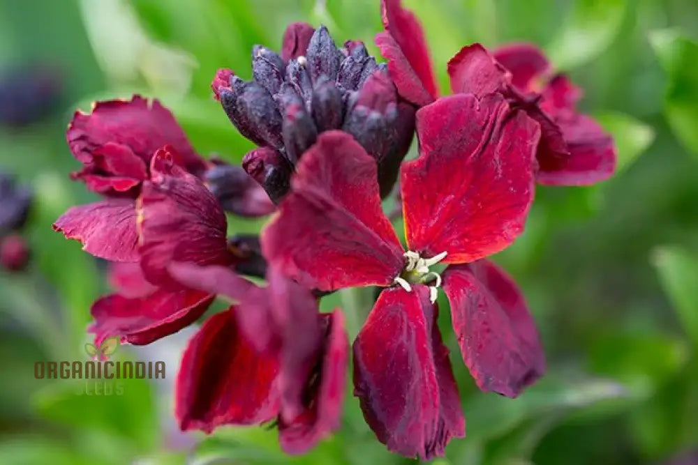 Wallflower Purple Red Flower Seeds For Planting Stunning And Wallflowers For A Colorful Garden