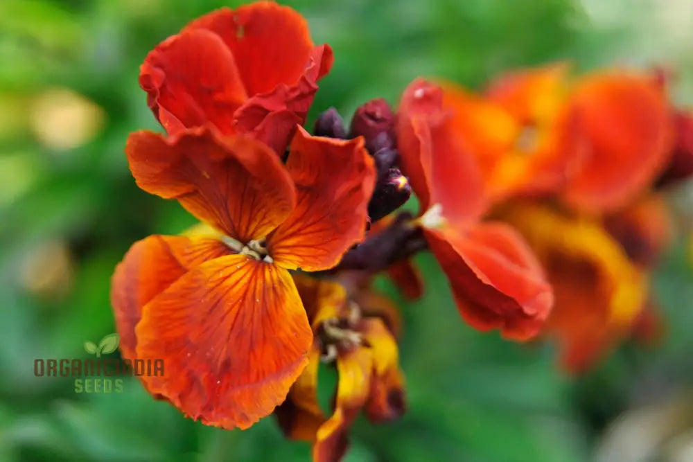 Wallflower ’Scarlet Bedder’ Seeds For Planting - Vibrant Blooms A Striking Garden Display