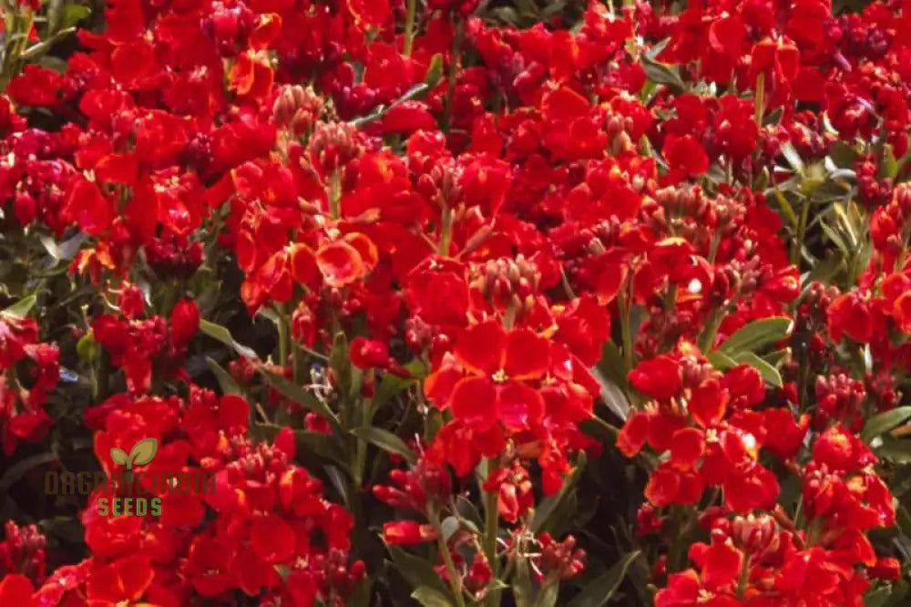 Wallflower ’Scarlet Bedder’ Seeds For Planting - Vibrant Blooms A Striking Garden Display