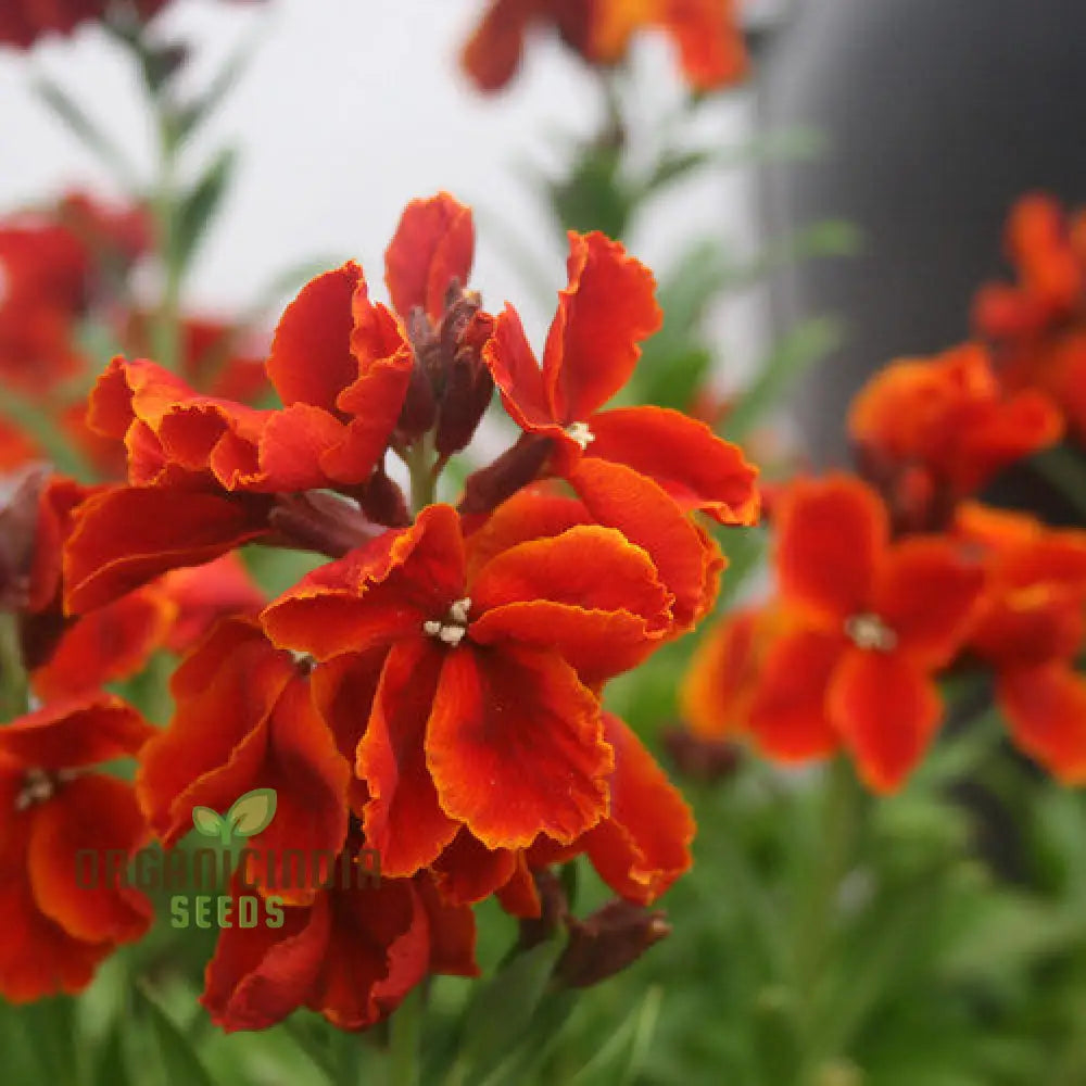 Wallflower ’Scarlet Bedder’ Seeds For Planting - Vibrant Blooms A Striking Garden Display