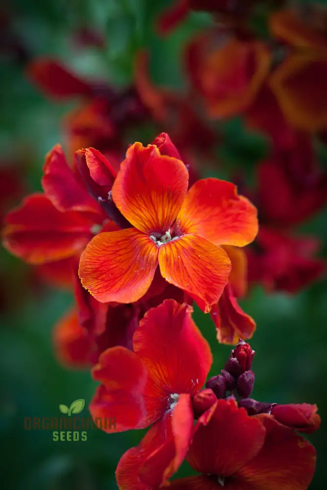 Wallflower ’Scarlet Bedder’ Seeds For Planting - Vibrant Blooms A Striking Garden Display