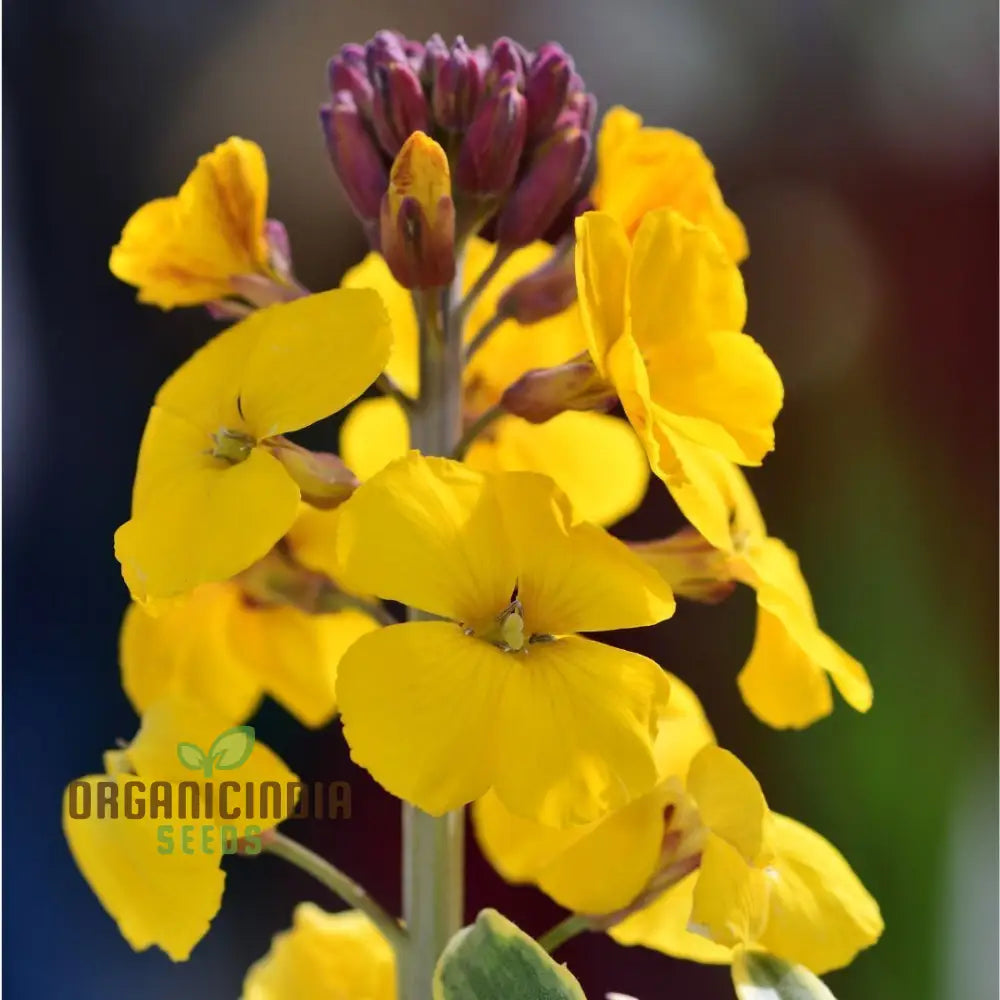 Wallflower Seeds - Cloth Of Gold Variety In Golden-Yellow For Planting And Gardening