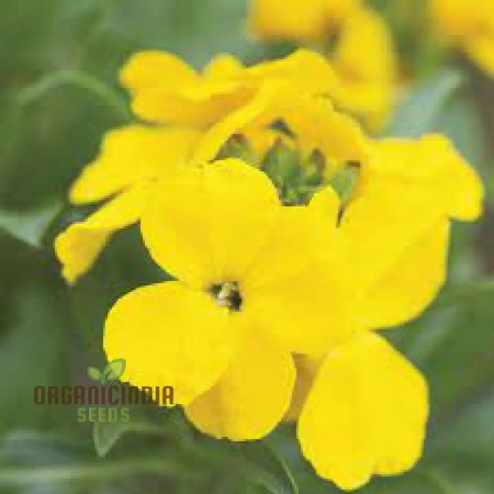 Wallflower Seeds - Cloth Of Gold Variety In Golden-Yellow For Planting And Gardening