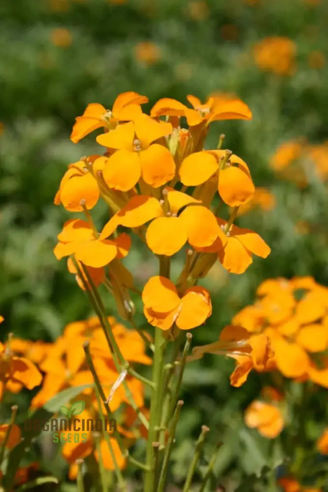 Wallflower Seeds - Cloth Of Gold Variety In Golden-Yellow For Planting And Gardening