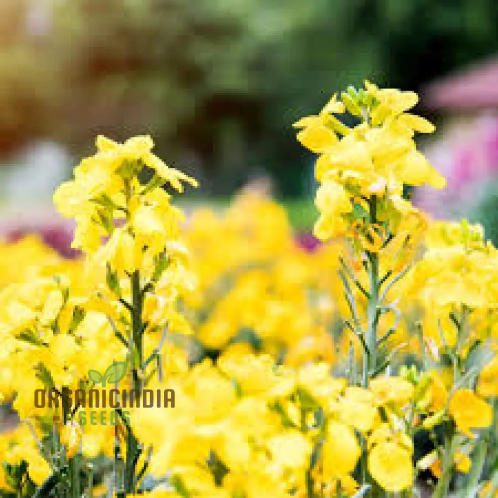 Wallflower Seeds - Cloth Of Gold Variety In Golden-Yellow For Planting And Gardening