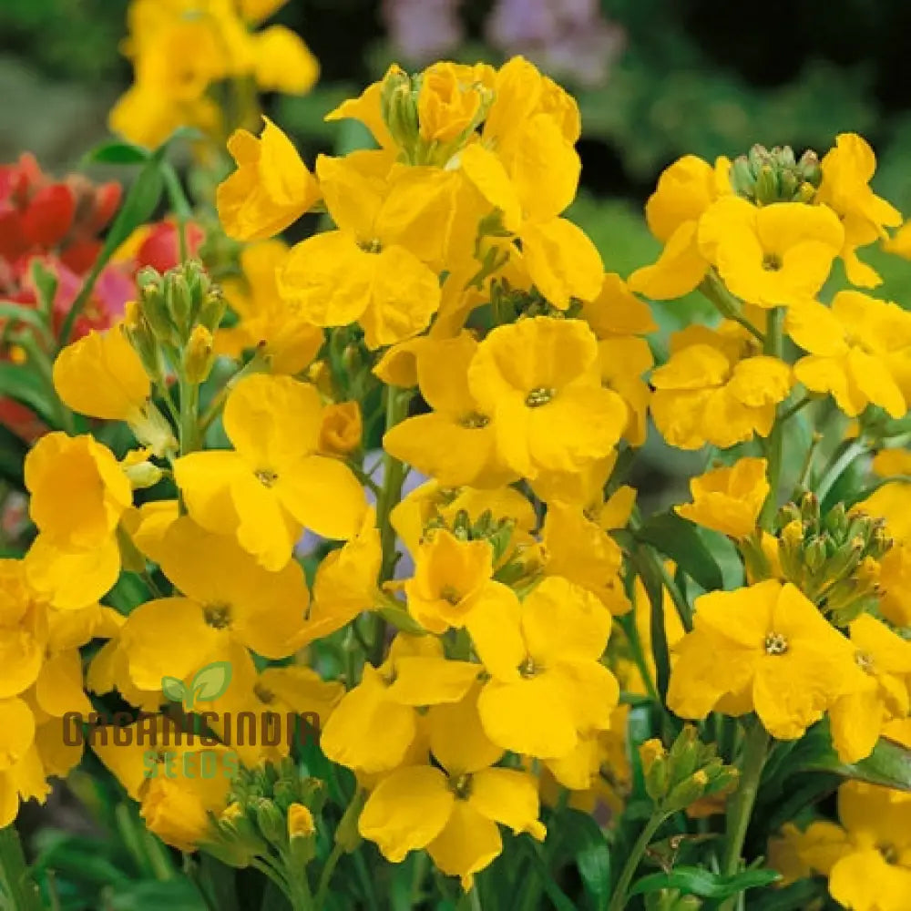 Wallflower Seeds - Cloth Of Gold Variety In Golden-Yellow For Planting And Gardening