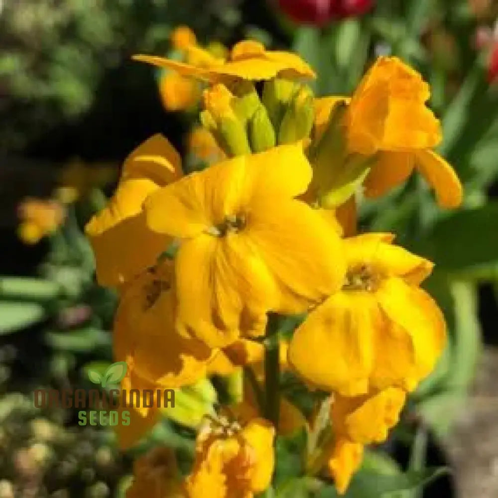 Wallflower Seeds - Cloth Of Gold Variety In Golden-Yellow For Planting And Gardening