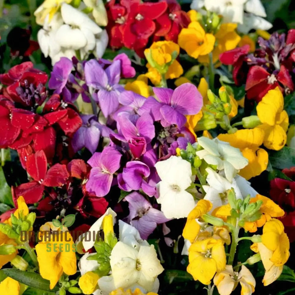 Wallflower Seeds Sugar Rush Mixed – Elevate Your Gardening Experience With A Delightful Burst Of