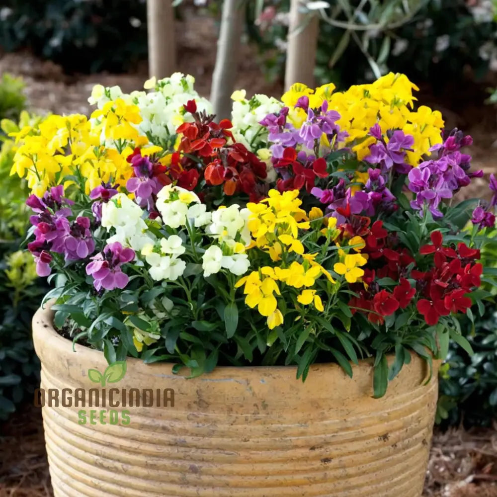 Wallflower Seeds Sugar Rush Mixed – Elevate Your Gardening Experience With A Delightful Burst Of