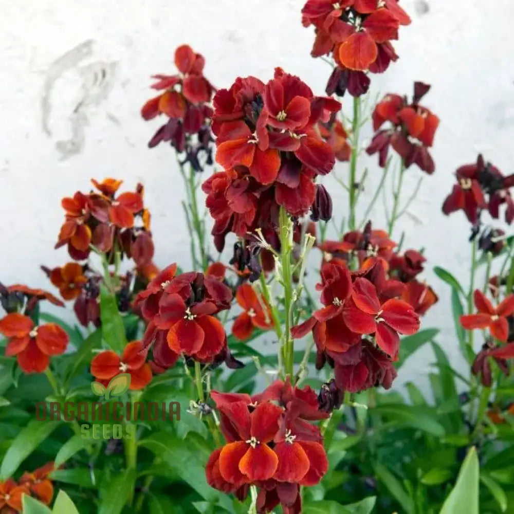 Wallflower â€™Vulcanâ€™ Seeds For Planting - Ideal Vibrant Long-Lasting Blooms In Your Garden