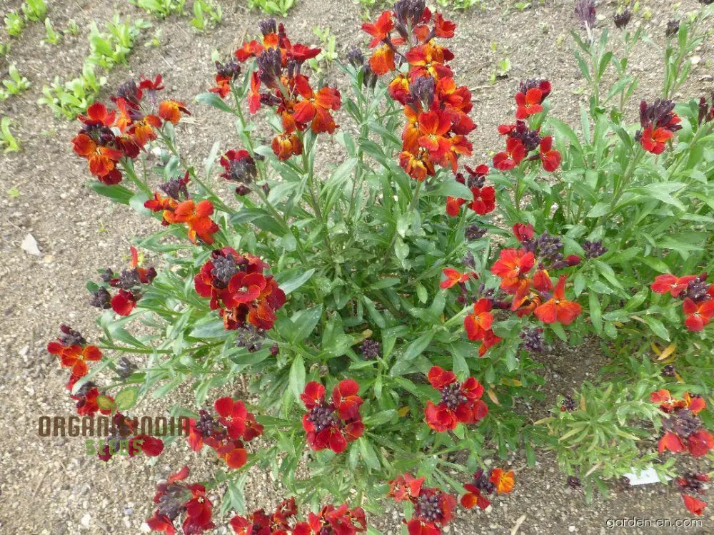 Wallflower ’Vulcan’ Seeds For Planting - Ideal Vibrant Long-Lasting Blooms In Your Garden