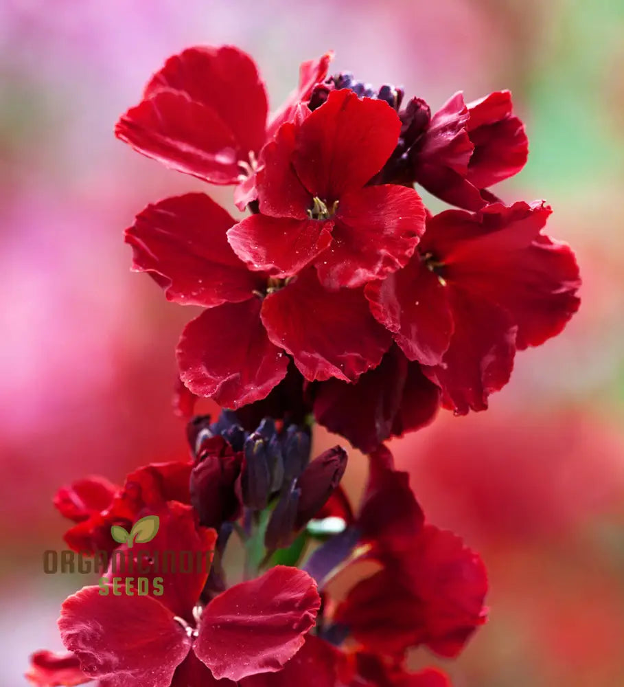 Wallflower ’Vulcan’ Seeds For Planting - Ideal Vibrant Long-Lasting Blooms In Your Garden