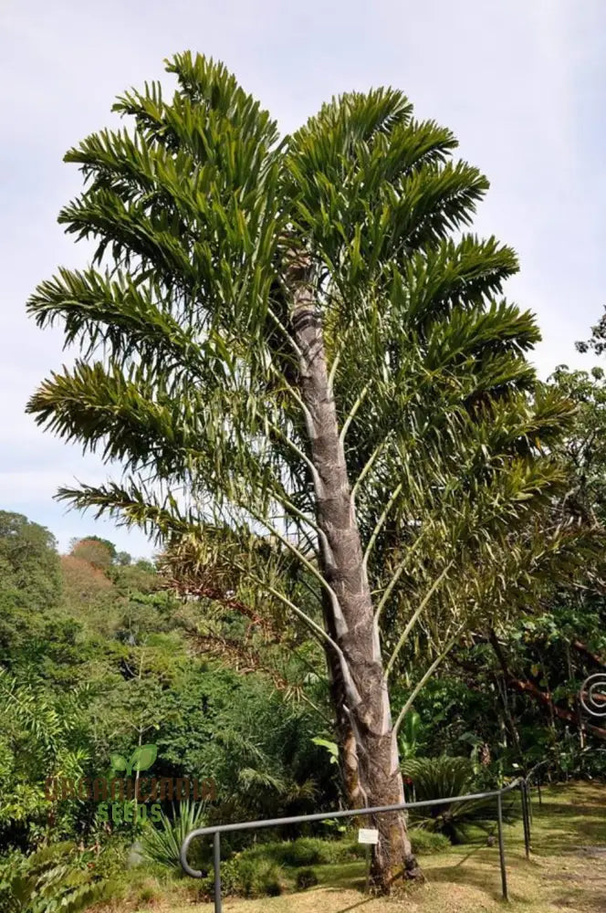 Wallichia Disticha Seeds - Exotic Palm For Tropical Planting Enthusiasts