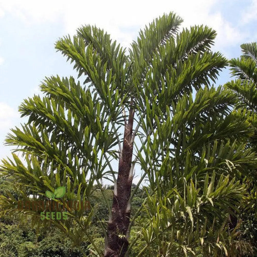 Wallichia Disticha Seeds - Exotic Palm For Tropical Planting Enthusiasts