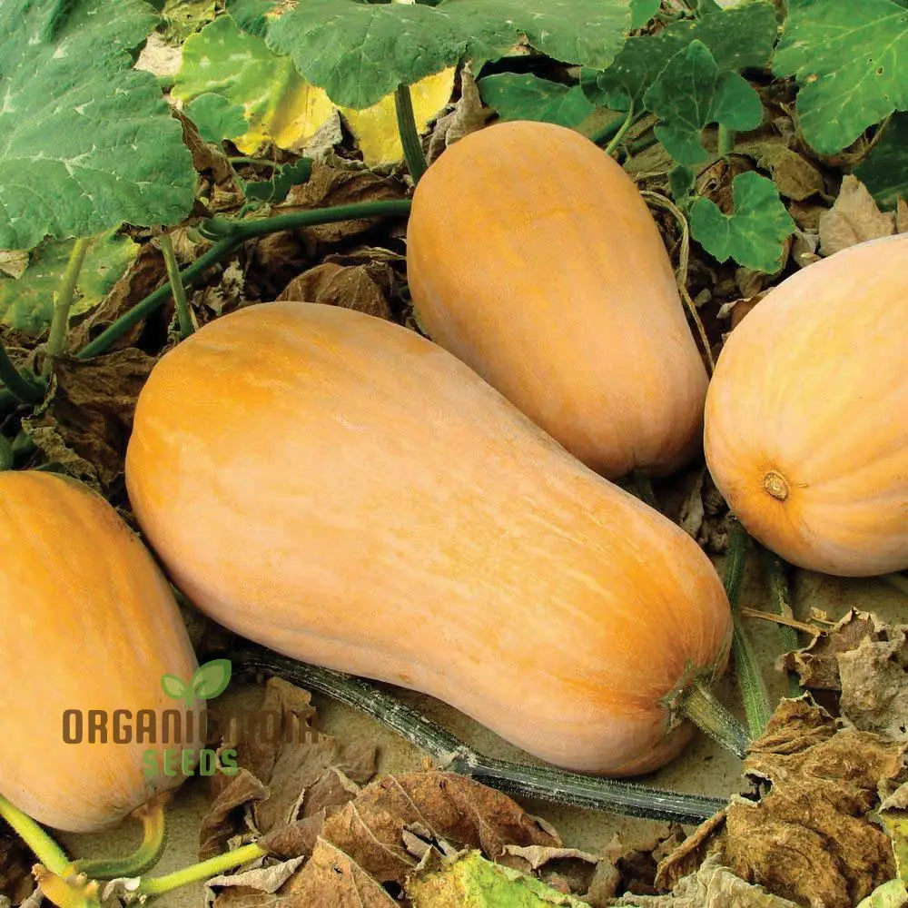 Waltham Butternut Squash Seeds For Planting - 100 Pcs Fruit