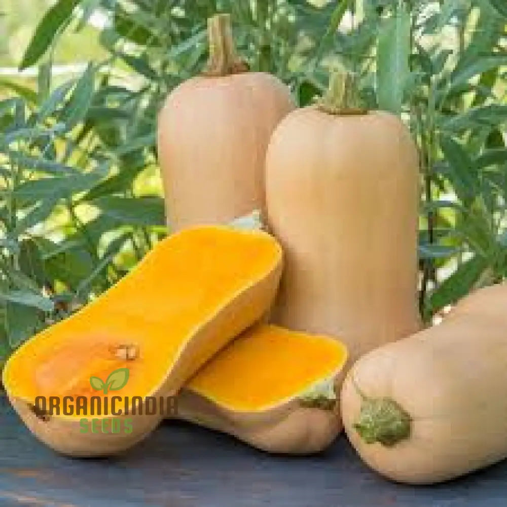 Waltham Butternut Squash Seeds For Planting - 100 Pcs Fruit