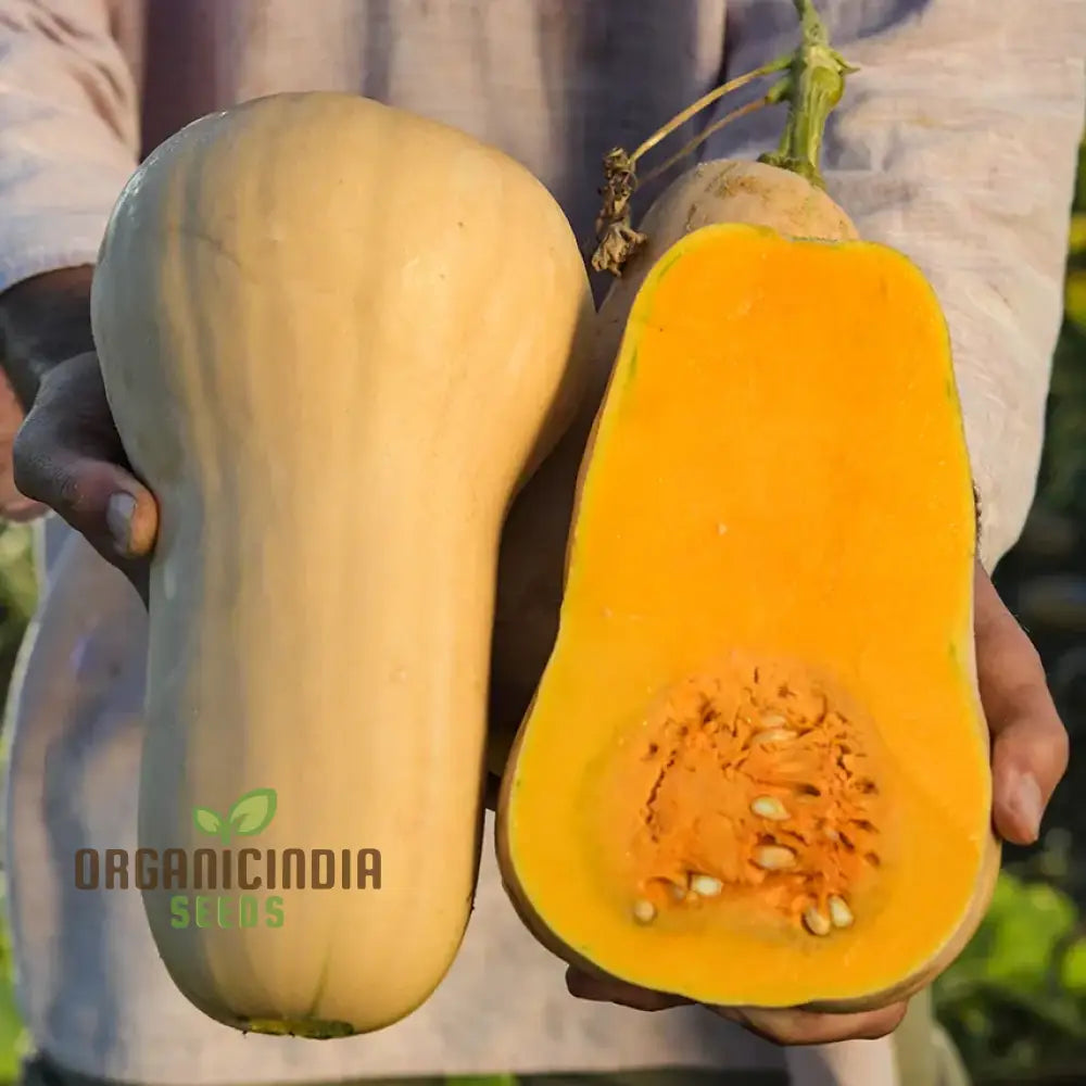 Waltham Butternut Squash Seeds – Premium Gardening For Your Vegetable Garden