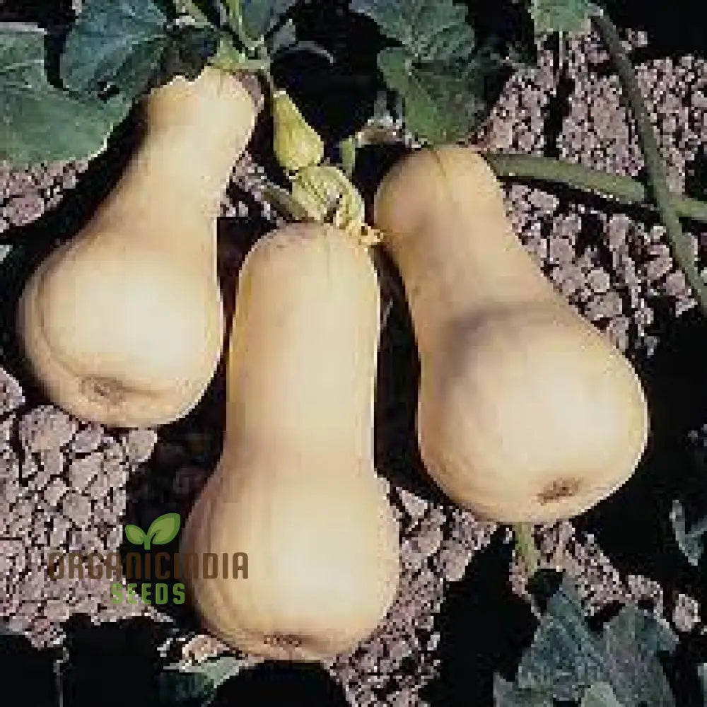 Waltham Butternut Squash Seeds – Premium Gardening For Your Vegetable Garden