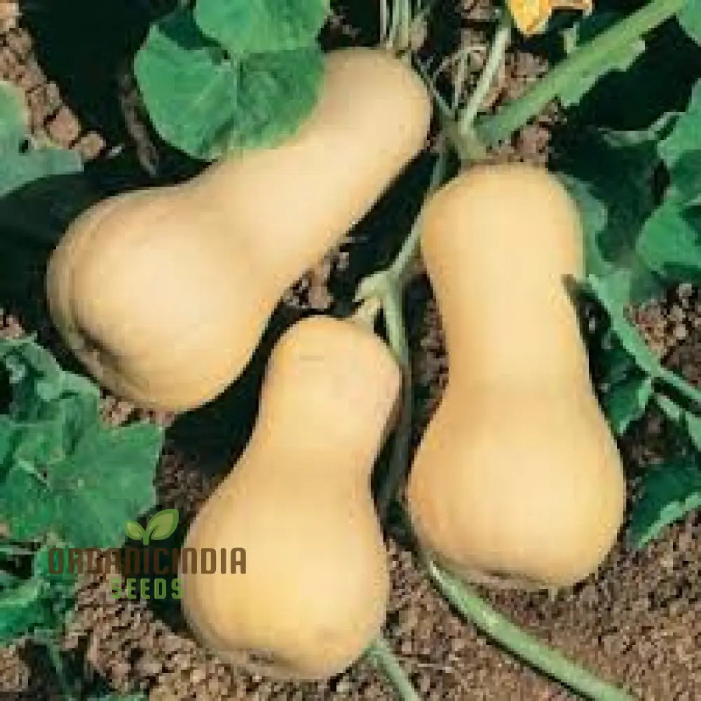 Waltham Butternut Squash Seeds – Premium Gardening For Your Vegetable Garden