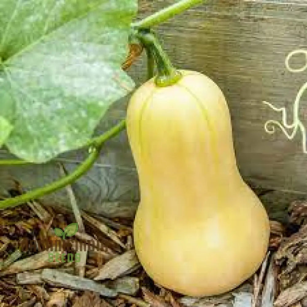 Waltham Butternut Squash Seeds – Premium Gardening For Your Vegetable Garden