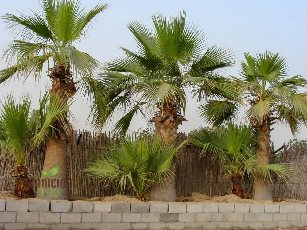 Washingtonia Filifera Seeds For Planting - High-Quality Palm Tree