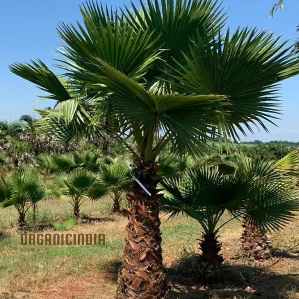 Washingtonia Filifera Seeds For Planting - High-Quality Palm Tree