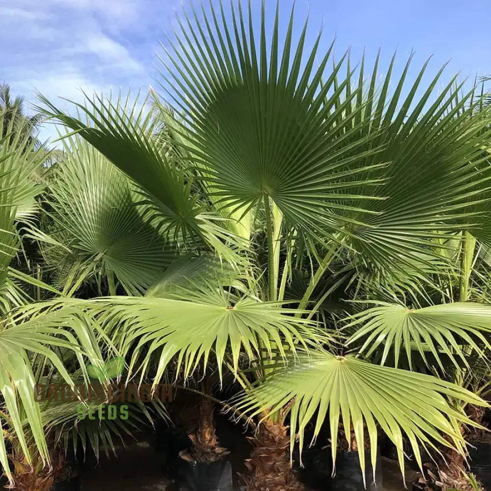 Washingtonia Filifera Seeds For Planting - High-Quality Palm Tree