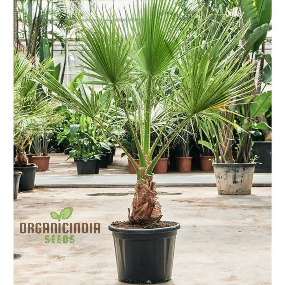 Washingtonia Filifera Seeds For Planting - High-Quality Palm Tree